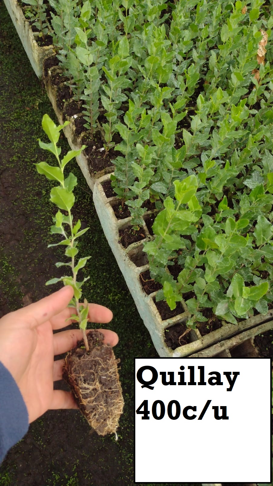 Quillay Speedling