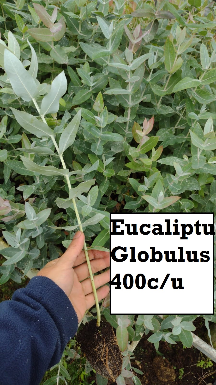 Eucaliptus Speedling