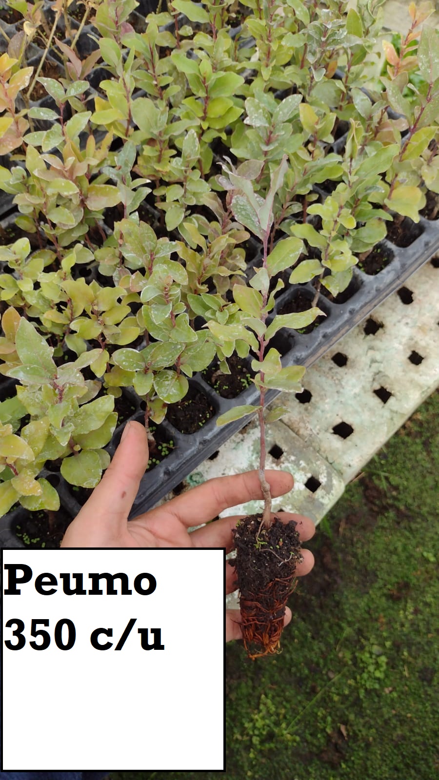 Peumo Speedling
