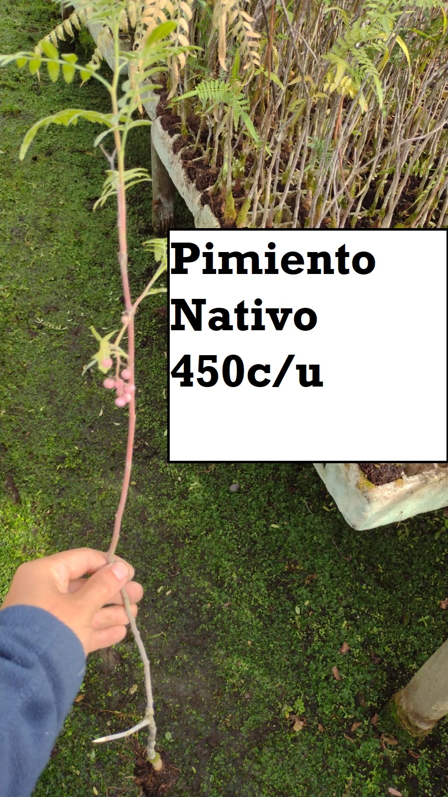 Pimiento Arbol (Schinus molle)(Bandeja)
