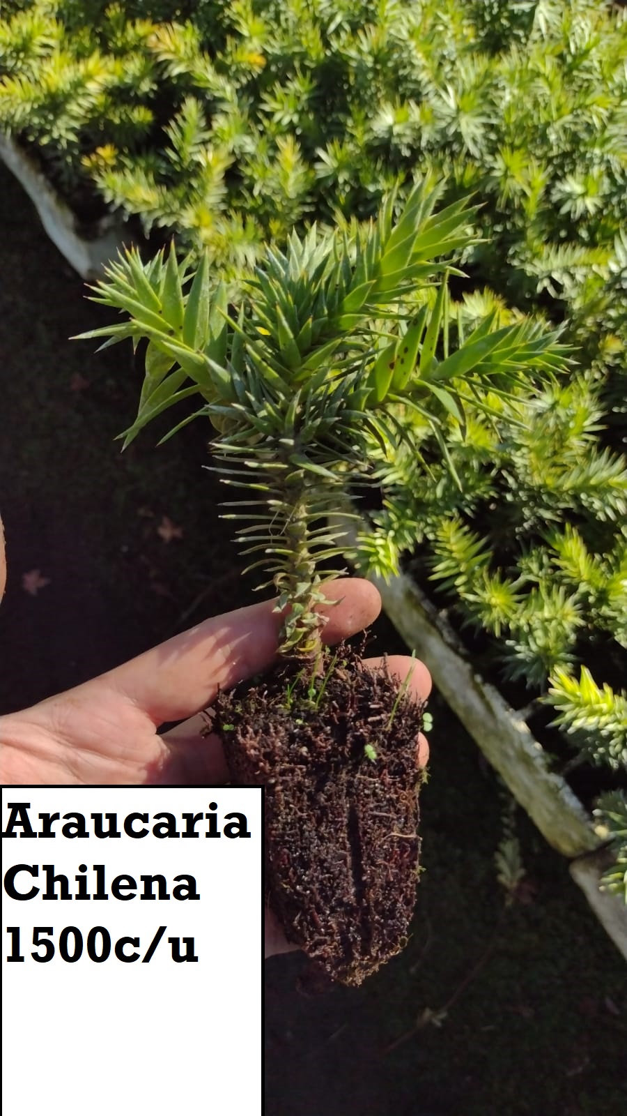 Araucaria Chilena (bandeja)