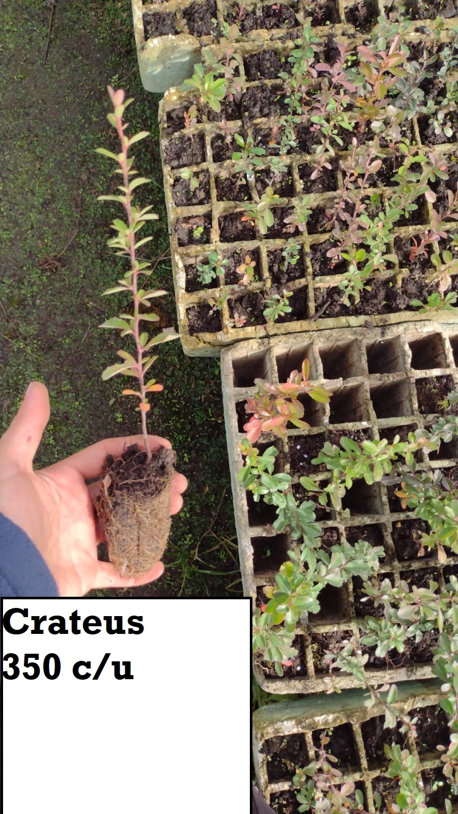 Crateus