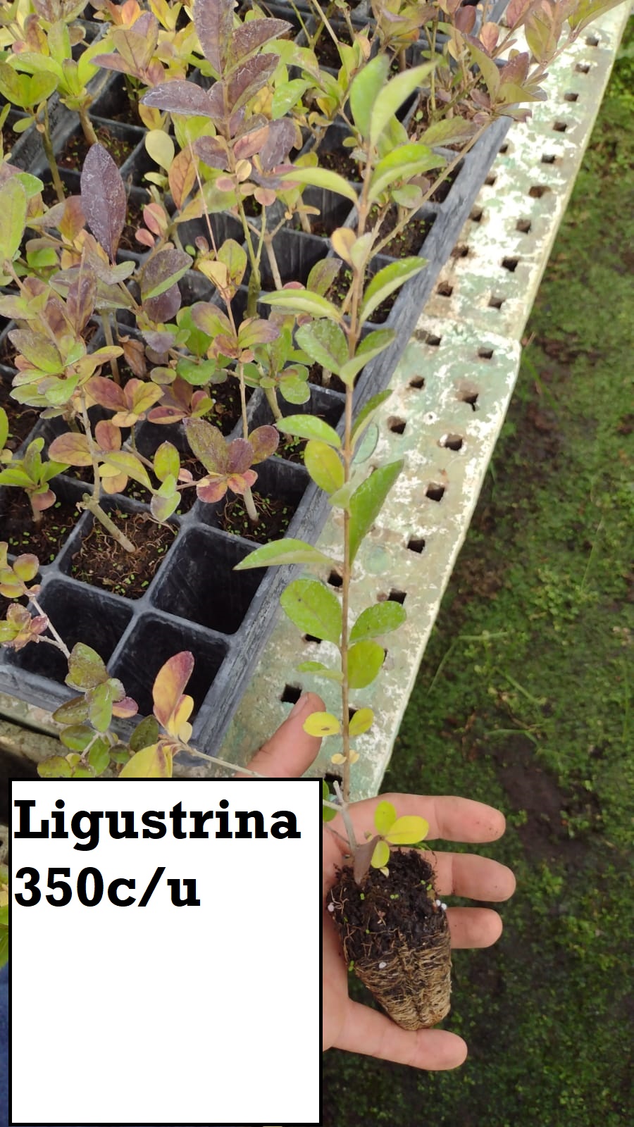 Ligutrina Verde/amarilla (bandeja)