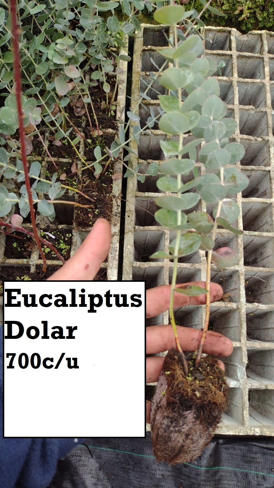 Eucaliptus Dolar (Hecho en bandeja)