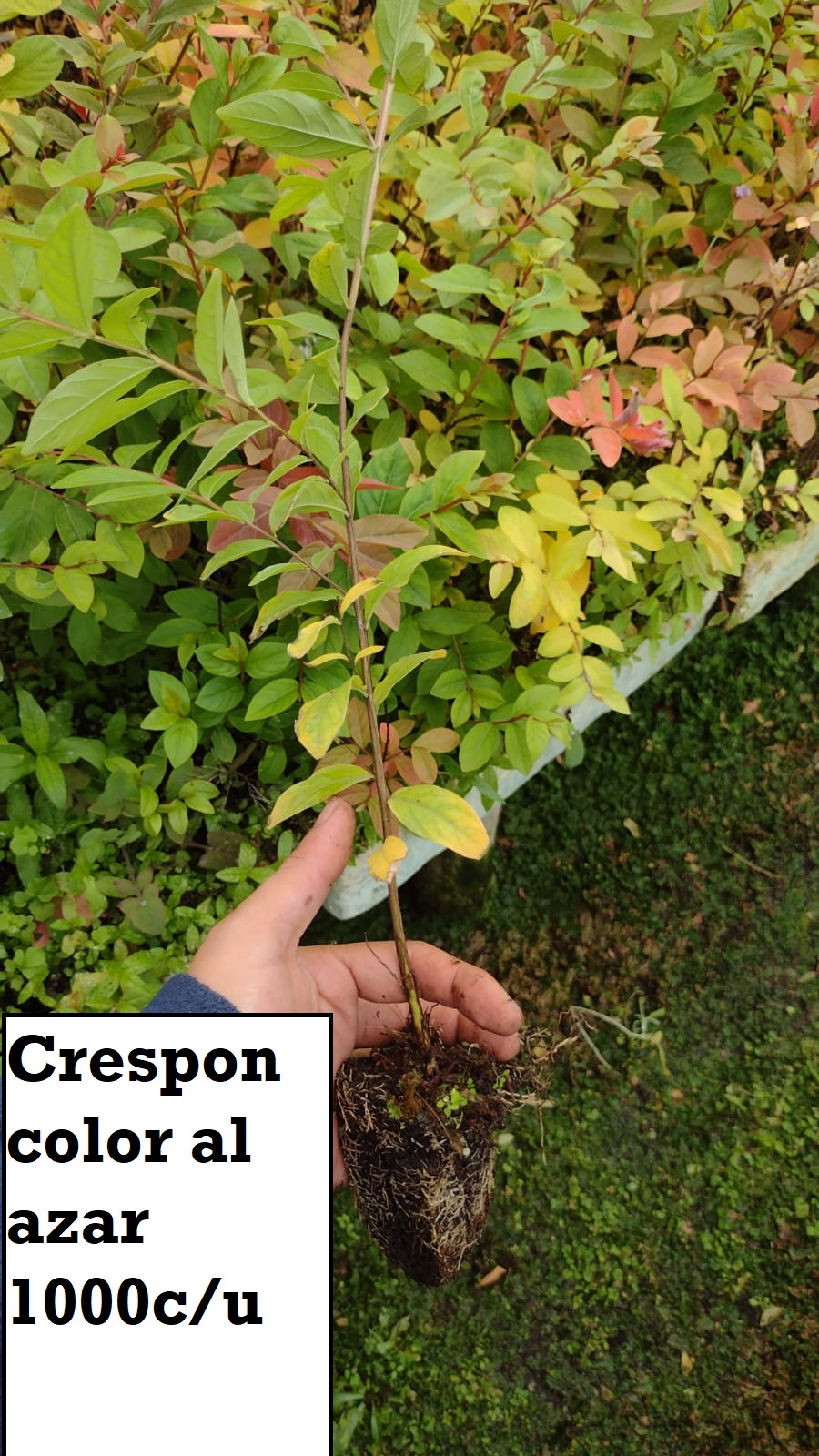 Crespon (bandeja)