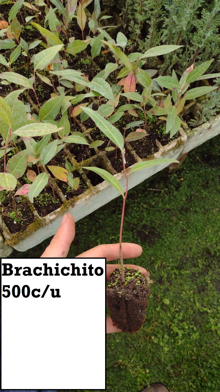 Brachichito (bandeja)