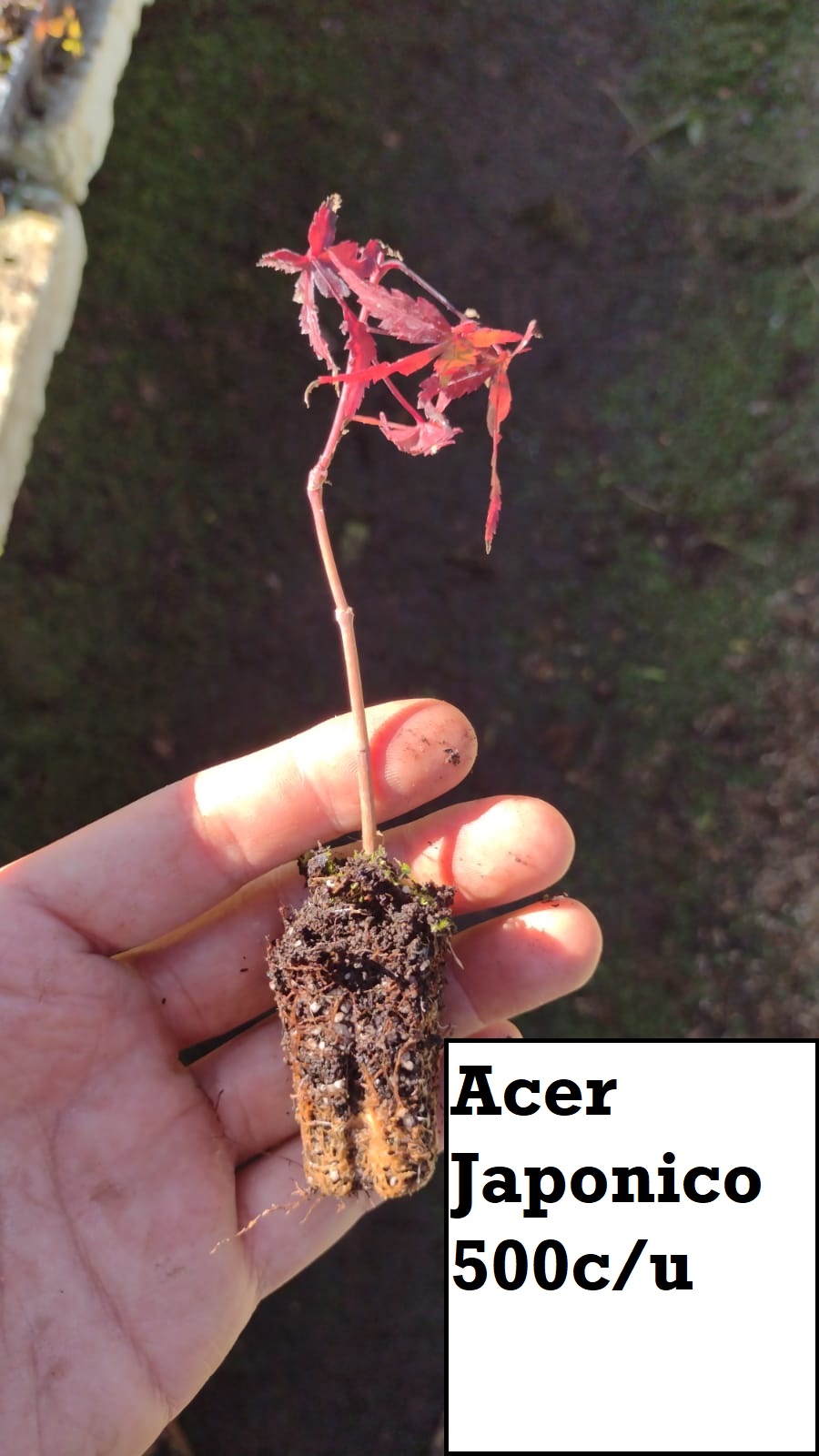Acer Japonico