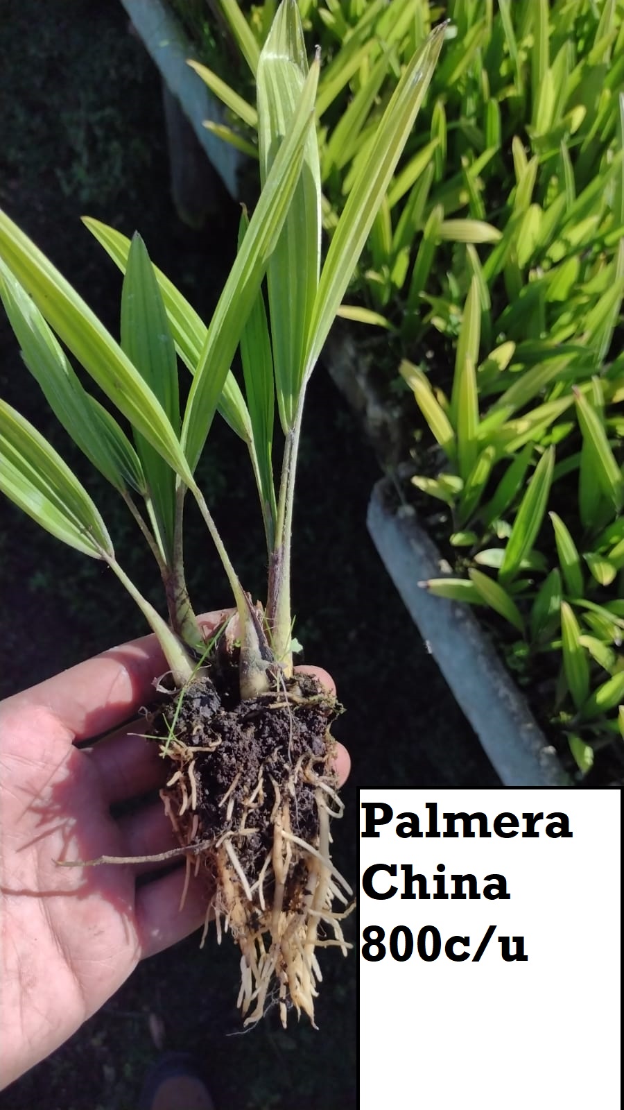 Palmera China (bandeja)