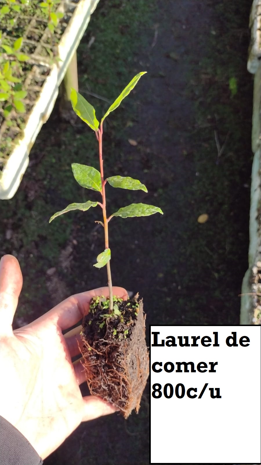 Laurel de Comer (bandeja)