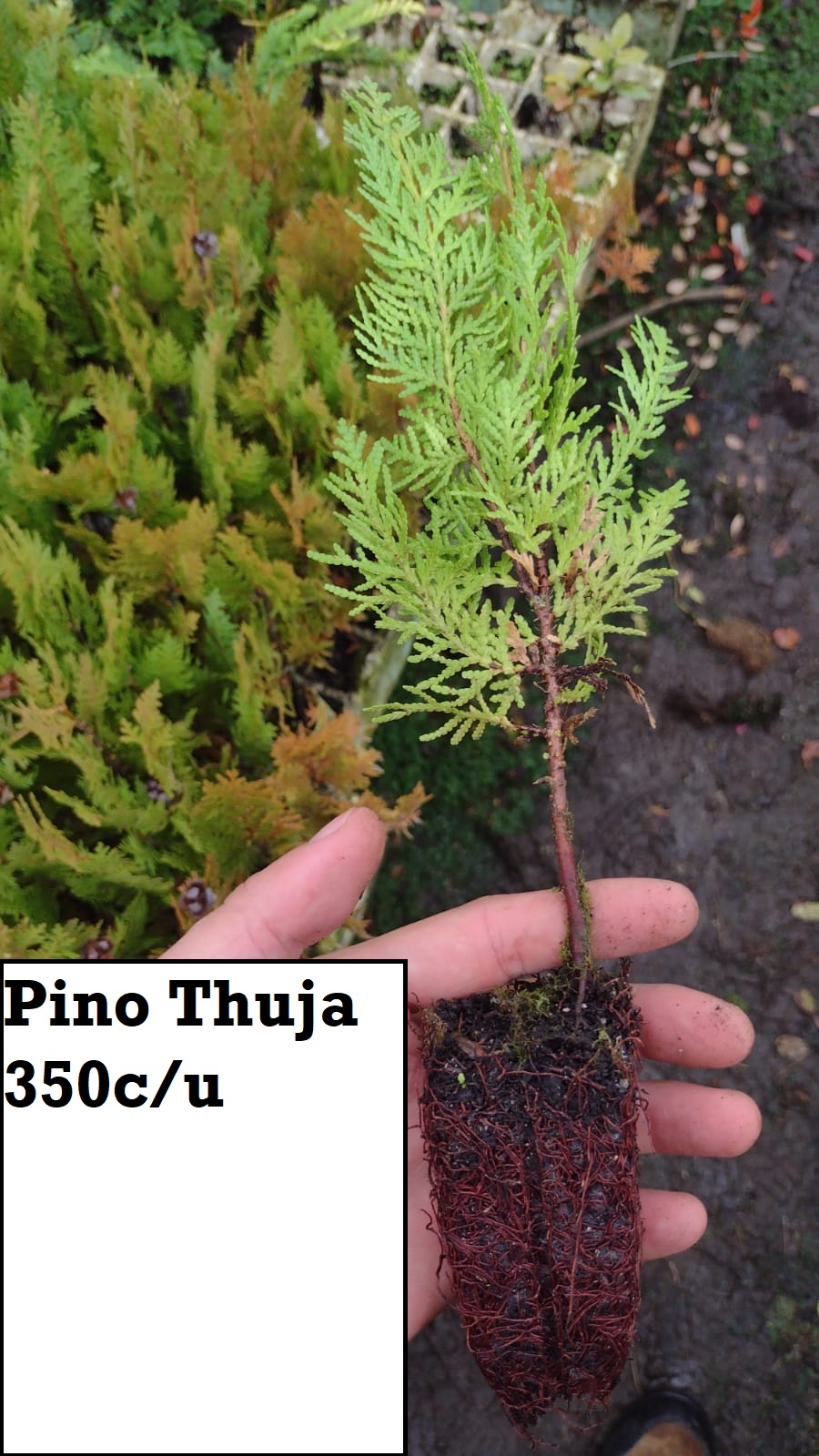 Pino Tuja (bandeja)